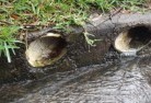 Broomehill Villageblocked-drains-11.jpg; ?>